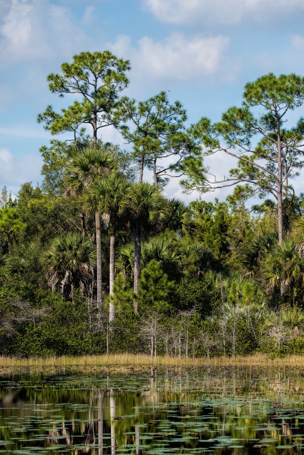 Florida Pine Flatlands-Wetlands by Matthew Lerman